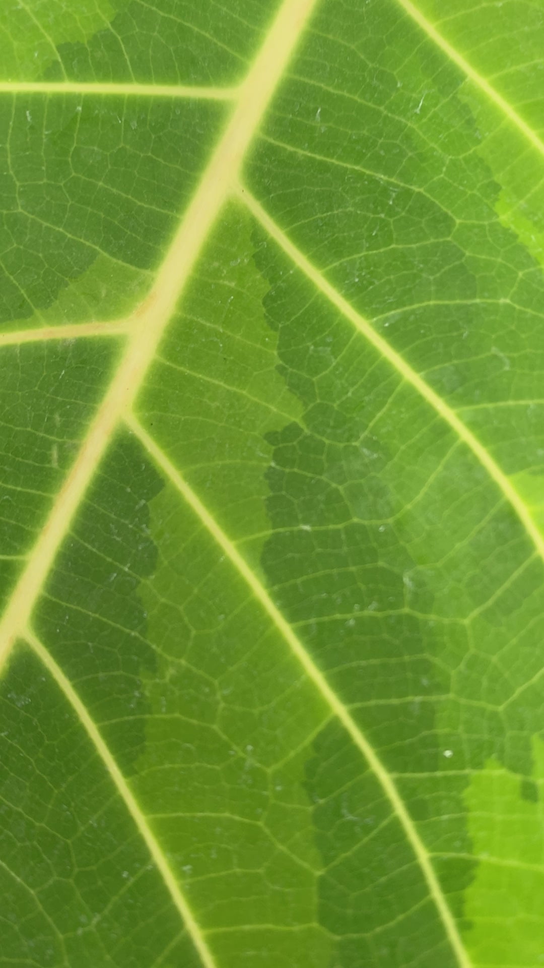 A video of a 1 gallon Ficus altissima 'Variegata'. The plant has a sturdy stem, and the leaves show white veins and a mix of light green and dark green coloration.