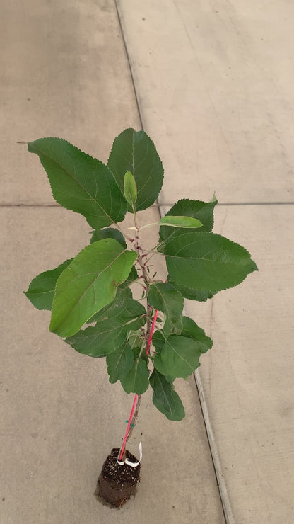 Fruit & Nut Trees Grafted Trees - Self Pollinating - MicroStarts