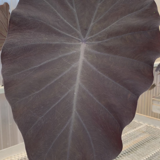 A video highlighting a 1 gallon Colocasia 'Black Ruffles". It has black or nearly black leaves.