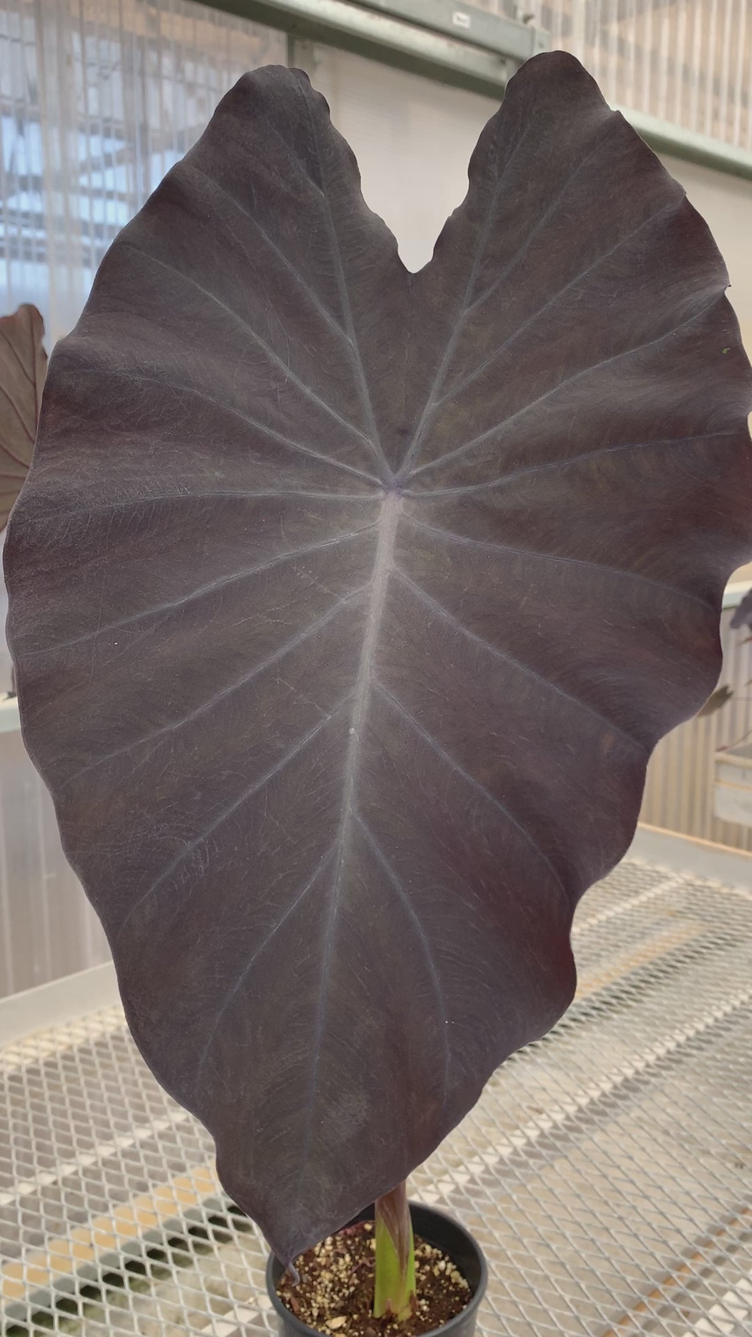 A video highlighting a 1 gallon Colocasia 'Black Ruffles". It has black or nearly black leaves.
