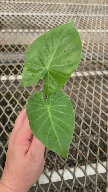 Alocasia 'Imperial Red' Elephant Ear Starter Plants - MicroStarts Plant Plugs