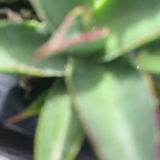 A video showing trays of Blue Glow Agave plants for sale. The starter plants have green leaves with redish yellow edges.