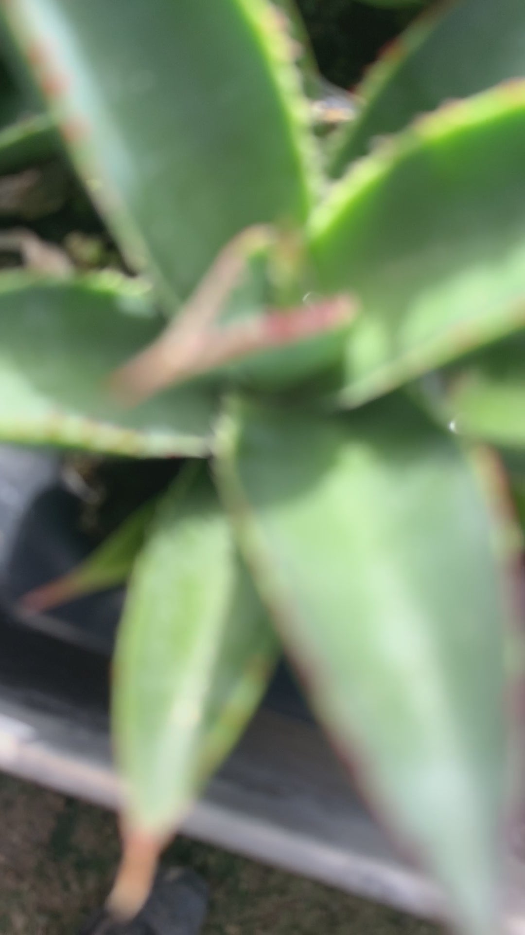 A video showing trays of Blue Glow Agave plants for sale. The starter plants have green leaves with redish yellow edges.