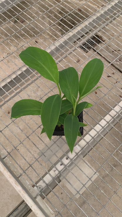 Ice Cream Banana Tissue Culture Starter Trees - Musa acuminata - MicroStarts Plant Plugs