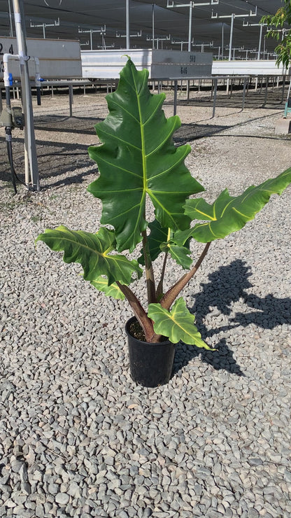 Alocasia 'Golden Dragon' 1 Gallon Plants - MicroStarts