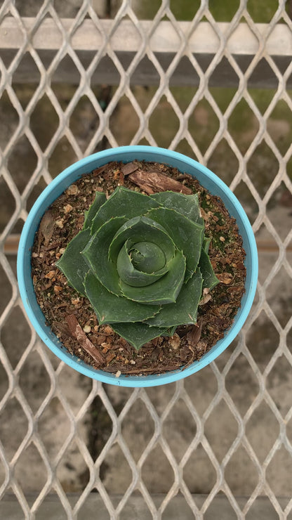 Agave 'Pixie' Succulent in Colorful Pots - MicroStarts