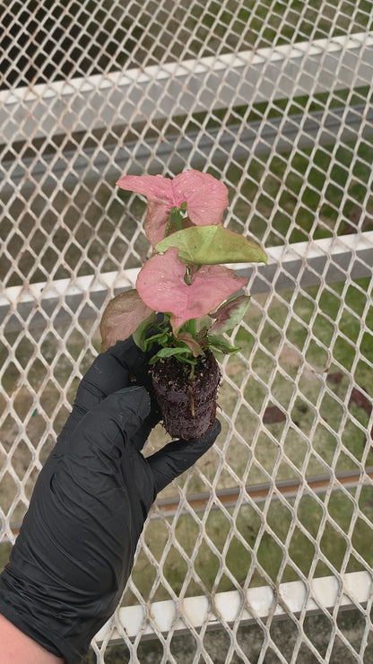 Syngonium podophyllum 'Pink' Arrowhead Starter Plants - MicroStarts Plant Plugs