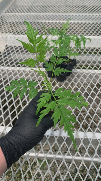 Melia azedarach Starter Trees - Flowering Shade Tree - MicroStarts Plant Plugs