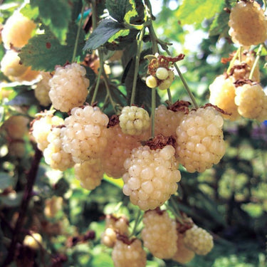 Snowbank Blackberry